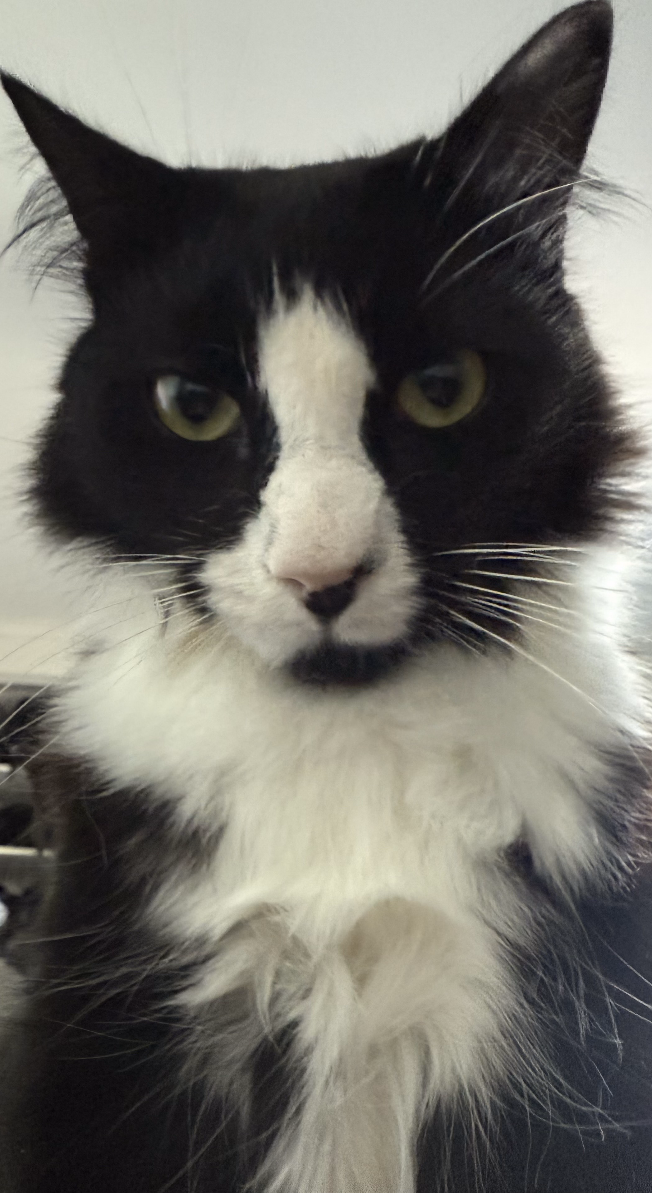 Sleeping tabby cat on designer furniture - The Best Cats in AU